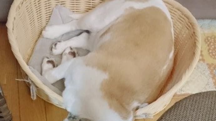 どうしても入りたい(笑)