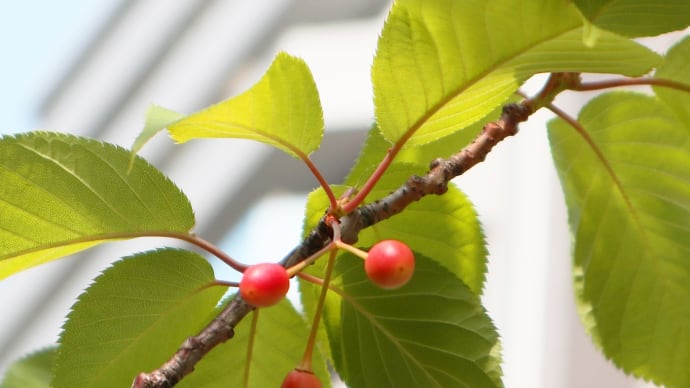 桜の実・葉桜