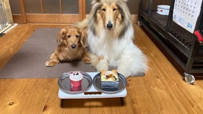 ほたる7歳になりました。
