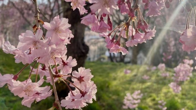 フィナーレを飾る八重の枝垂れ桜