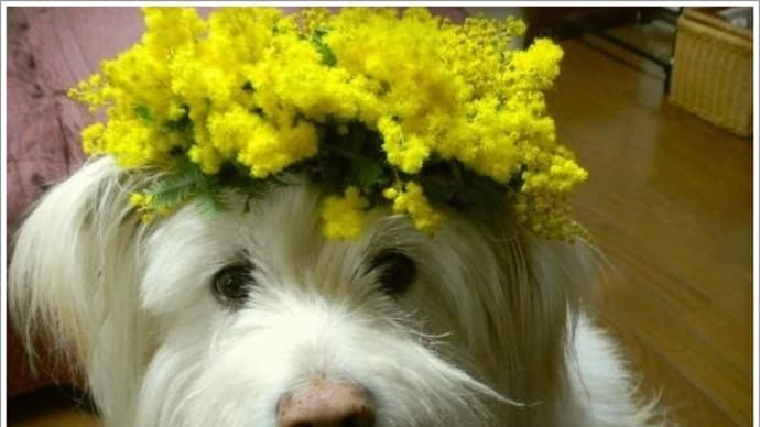 元気色のお花たち★正ちゃんに庭のお花を