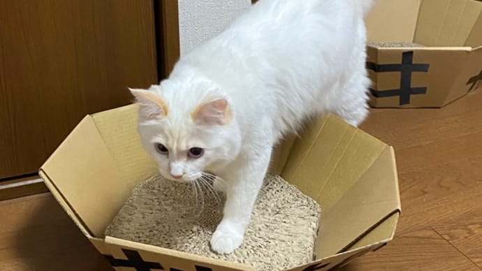 今日もヒメもトノも可愛い良い子
