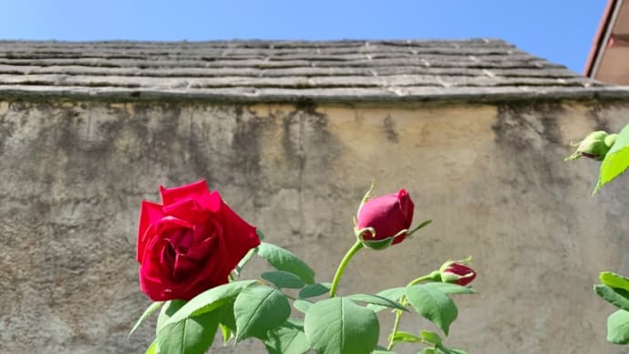 幸せの花開く時　（3）　〜喜びの朝から　〜