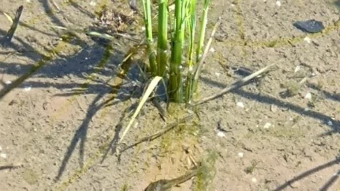 田んぼミステリー 〜オタマジャクシはどこから来たのか?〜