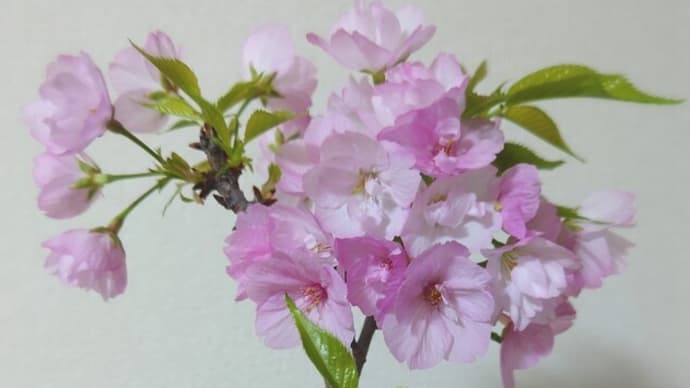 かんたん盆栽講座 「桜の回」の旭山桜の画像が届きました。