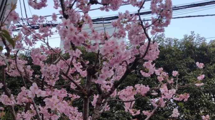 桜week🌸