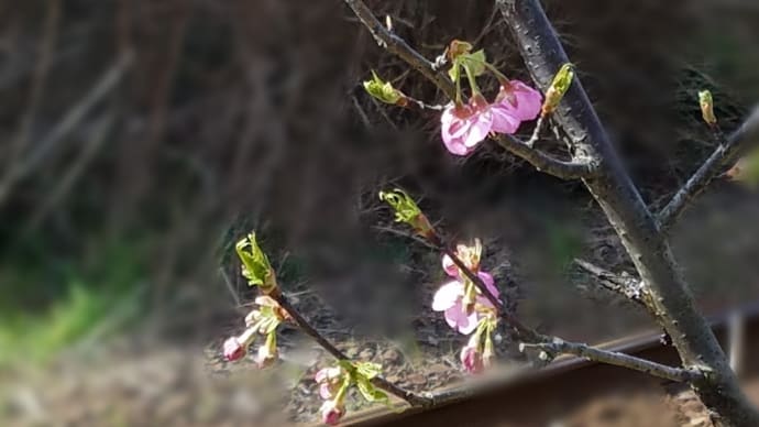 河津桜が咲いた 海鹿島駅です