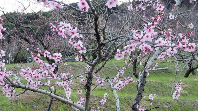桃の花が咲き始めた本妙寺山林道周回