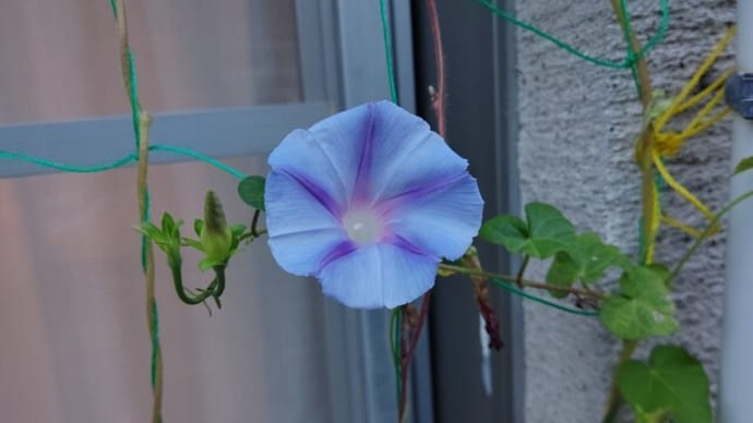 朝顔 10/5