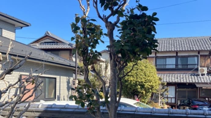 春が🌸　三月九日
