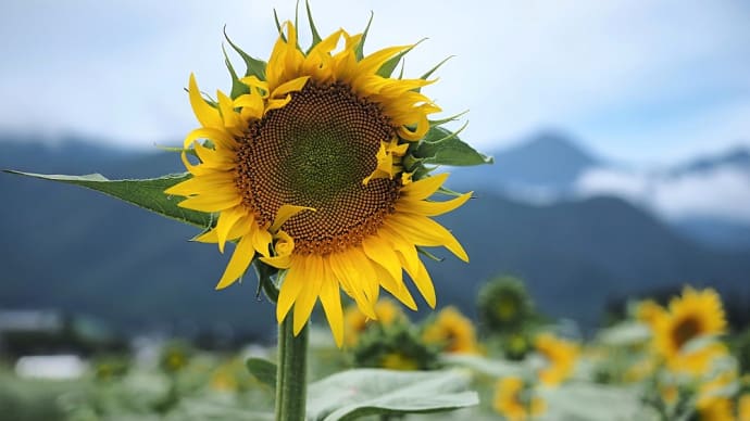 ★堀金のひまわり🌻(安曇野市)2021