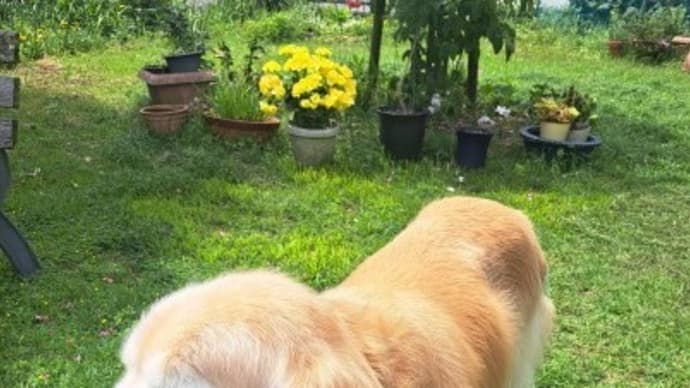 黄色のお花を見ながらゴロすりをしたよ　２５．５/２６