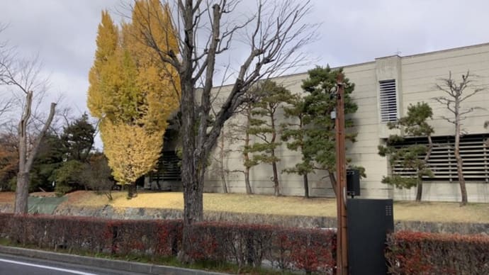 旧 松本市立博物館 南側の公孫樹の黄葉