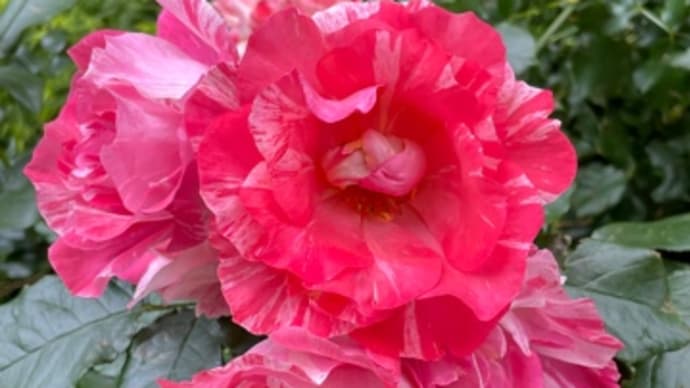バラ 薔薇 Rose 続き