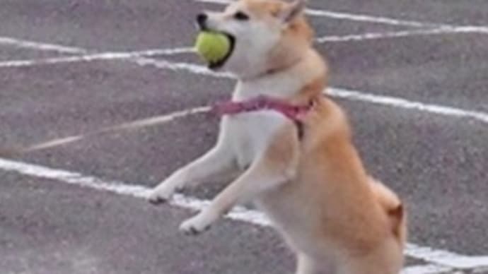 ボールキャッチは得意です!・・・愛犬小春 ボール遊び
