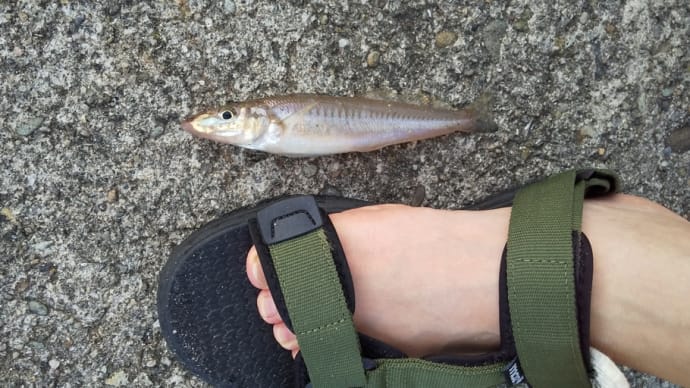 ア゛ーー、上がりから釣るが、フグとキスしか釣れぬ。