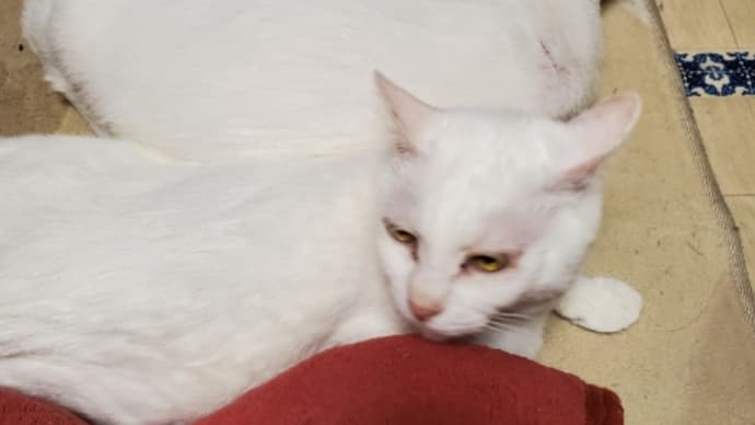 ねこ耳