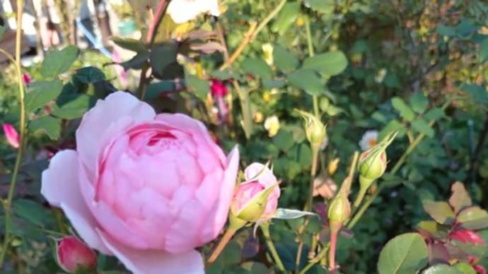 ピンクのバラが庭に彩を添えています