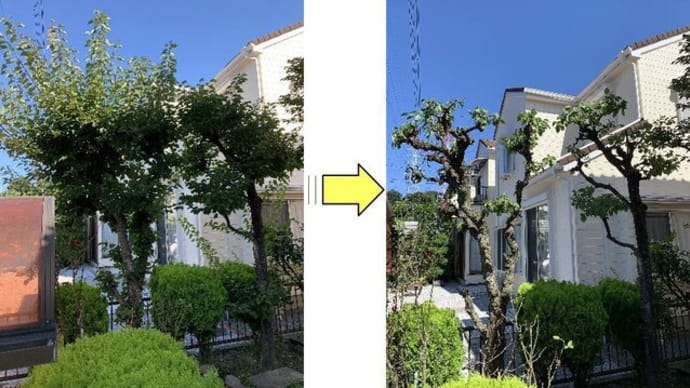 ボサボサになってしまった梅の木2本サッパリとさせて欲しいと剪定ご依頼