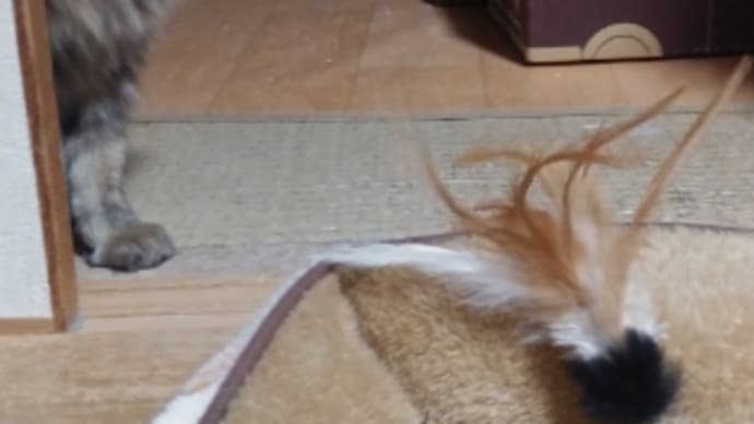 るちるお嬢様のご乱心🐹🎶