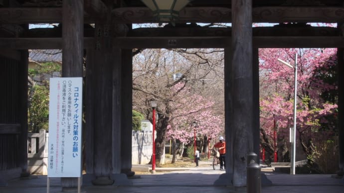 中山法華経寺の桜2023