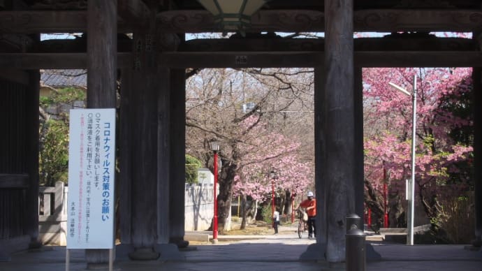 中山法華経寺の桜2023