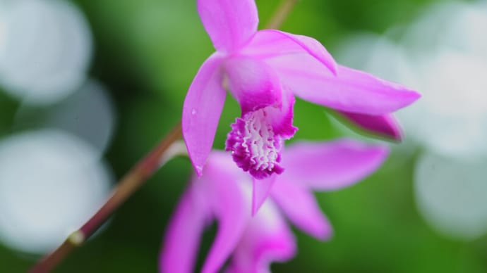 ●我が家の５月の花（9）　紫蘭　シラン　口紅シラン