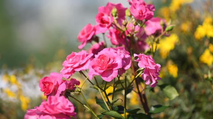 曽谷緑地公園の花 5月は外来生物のやま?