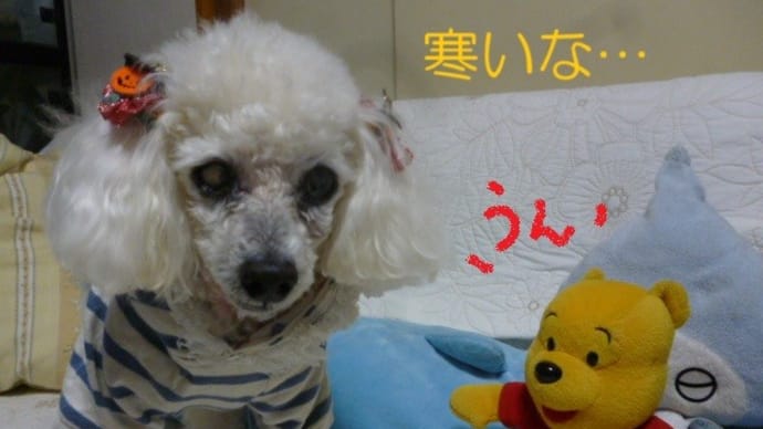 初冬のような寒さですね…( ((-。-) )) 頂きもののさつま揚げ