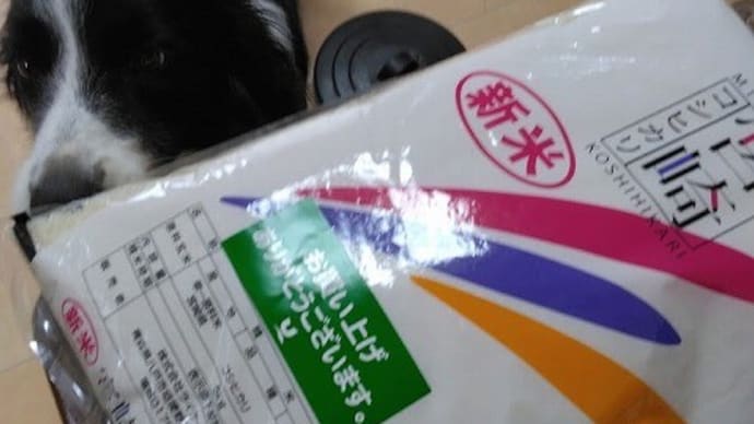 新米 宮崎産コシヒカリ
