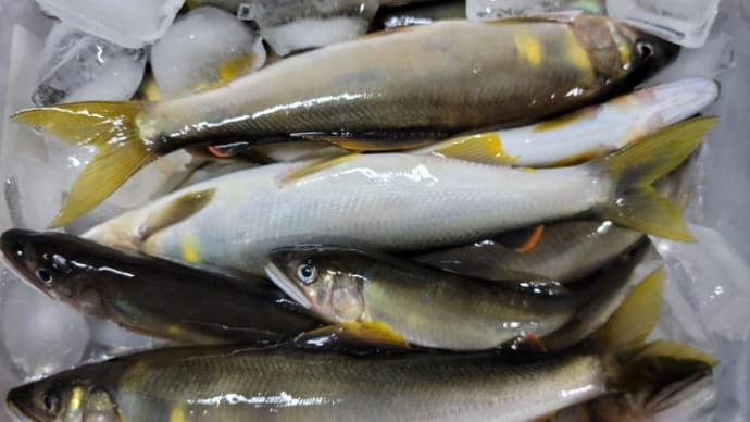鮎釣り