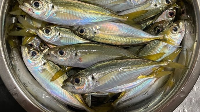 小アジ釣り(2023_09aji)
