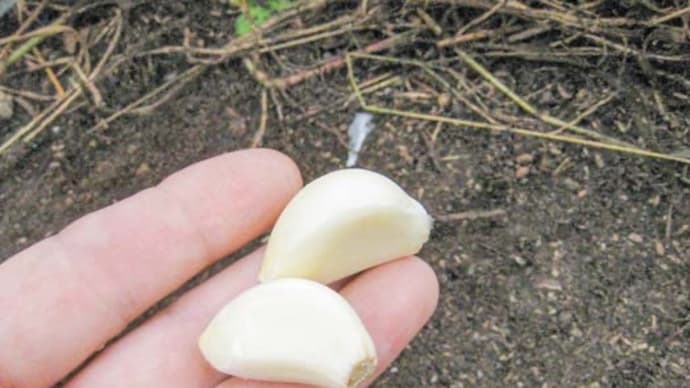 余裕があったから、つるつる植え!