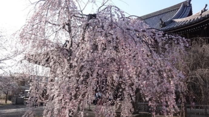 立本寺の桜と飴買い幽霊伝説　＠　京都妖怪探訪（４７６）