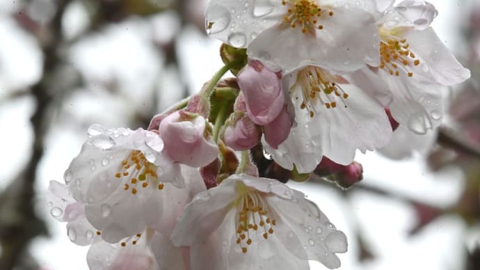 桜が咲きだしました