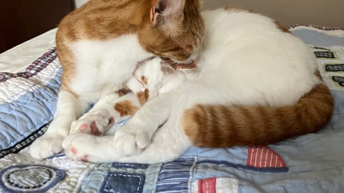 猫パズル/まちがいさがし