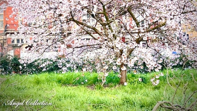 ロンドンの桜