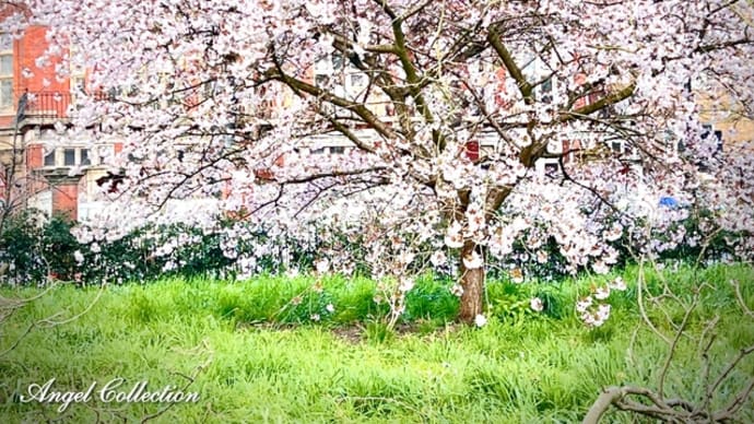 ロンドンの桜