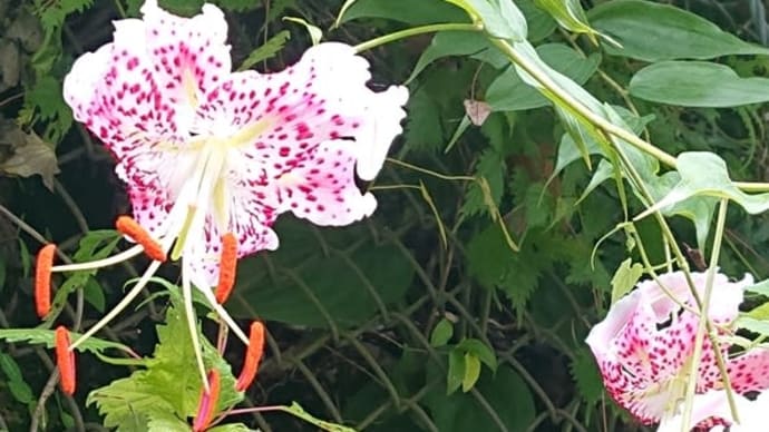 🦋タキユリを探して🦋