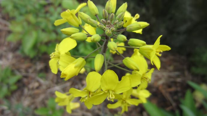 温暖化で、身バレの植物 ⑶