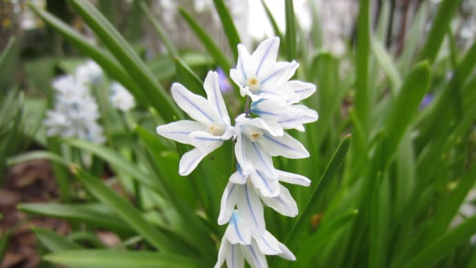 この花、前からおかしい、と（２）