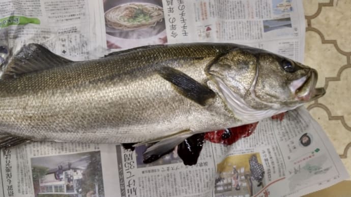 シーバス