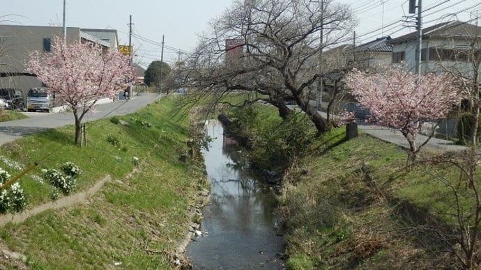 新河岸川の桜も満開（宮下橋）