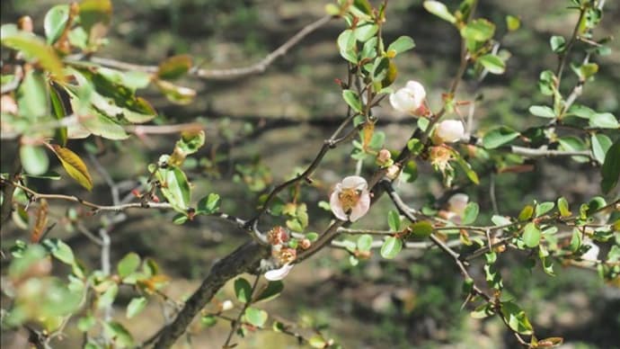 小石川後楽園の寒緋桜と歴史的な風景で～す。 ボケの花が綺麗な・・・