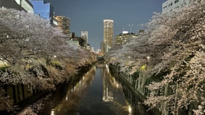 目黒川の夜桜。
