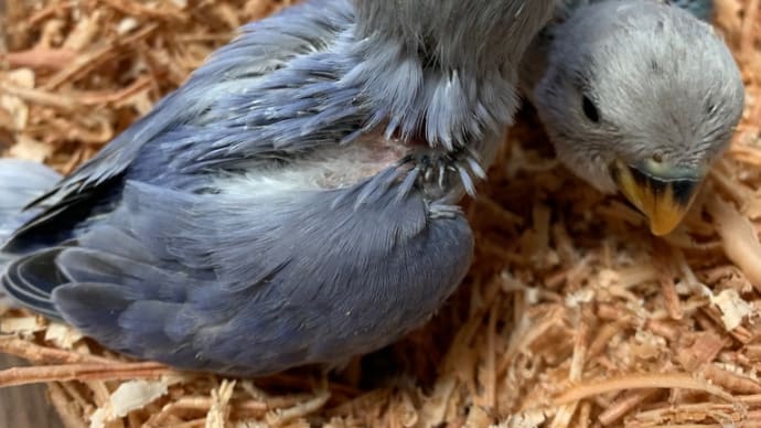 コザクラインコ、オパーリン 販売中❣️