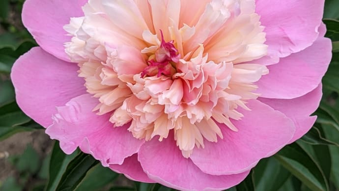 GWあれこれ 花のある庭