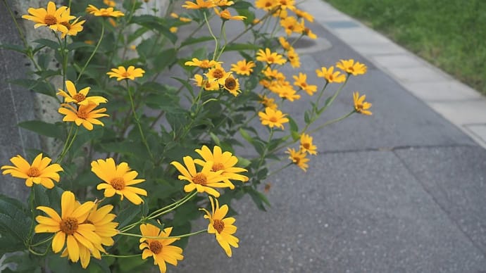 ★キクイモモドキ・ヤブカンゾウなど夏の花 2021