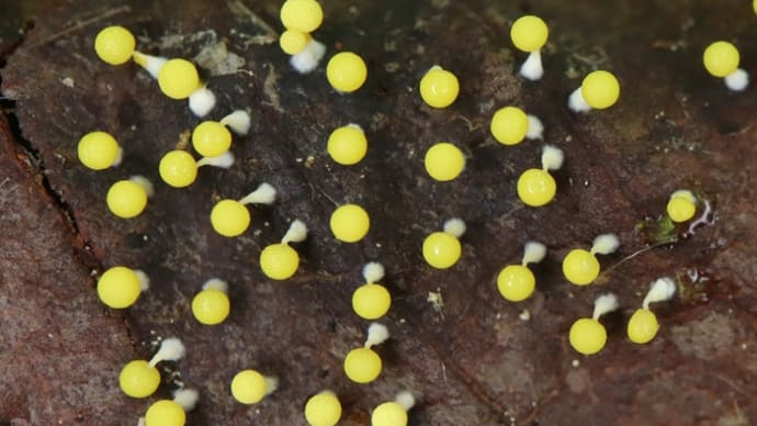 コシロジクキモジホコリ(Physarum cremiluteum)と変形菌