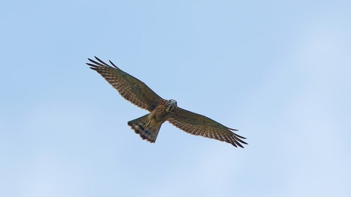 近所の池・・・遥か上空では サシバも旋回!